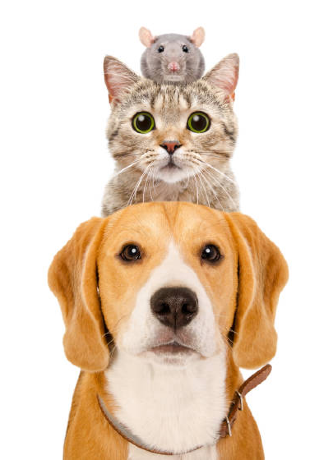 Dog and cat